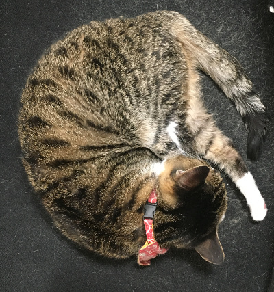 20191205-tabi.JPG