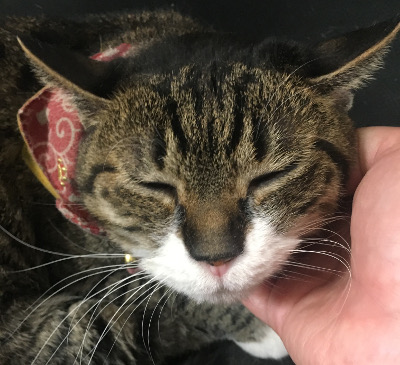 MEIGIホールディングスで飼育している猫たびちゃんが顎を撫でられてご機嫌な顔