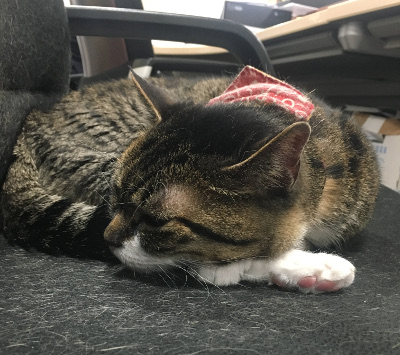 株式会社MEIGIホールディングスで飼育している猫のたびちゃんが椅子の上でくつろいでいる様子