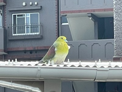 20210608_aobato.jpg