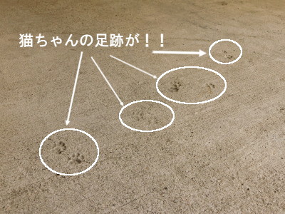 4haitu_hidaka_20190725.JPG
