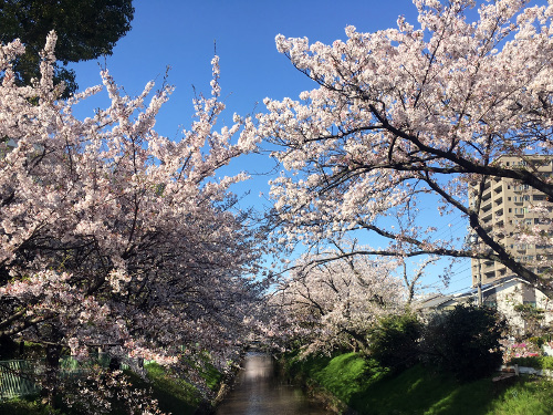 Re_20190409.JPG
