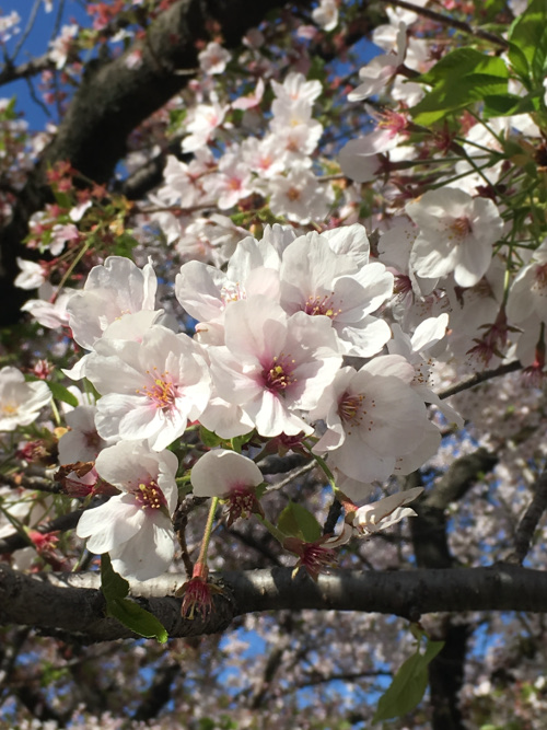 Re_20190409_2.JPG