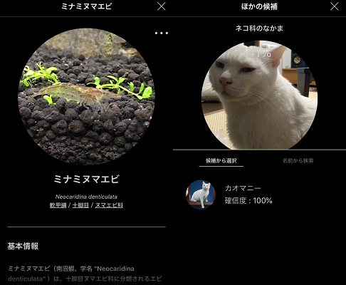 minami_ebi_teo.png
